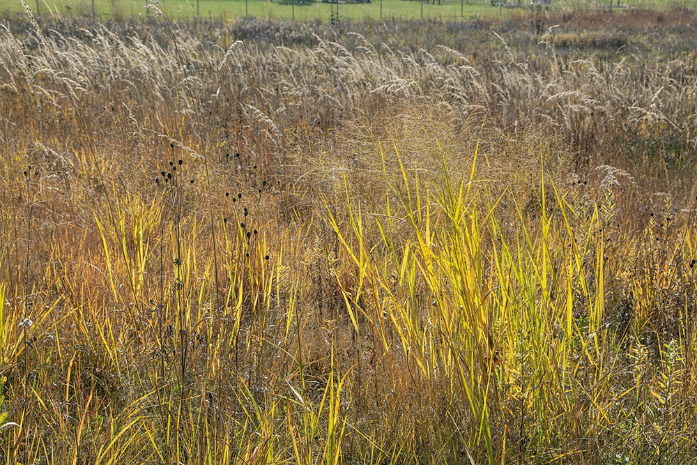 One of the open meadows with tall grasses.