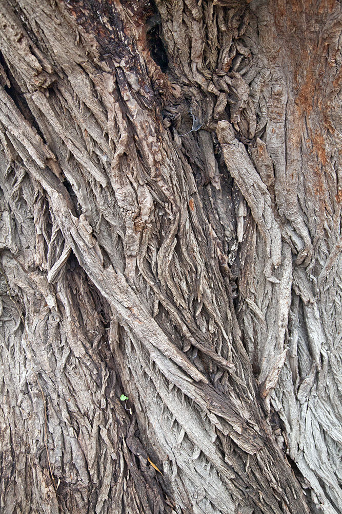 Black willow bark up close