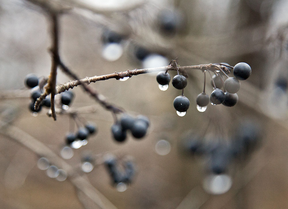 black berries bejeweled with raindrops