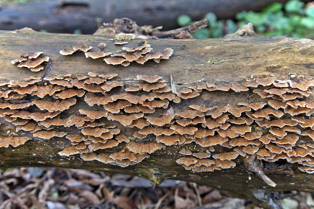 Intricate patterns of fungi and lichen on a log