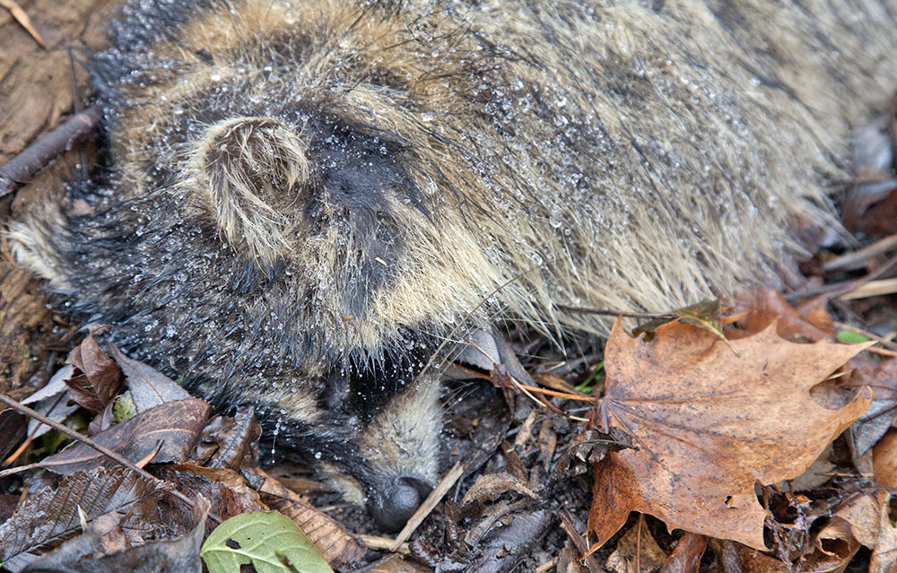 raccoon carcass bejeweled with raindrops