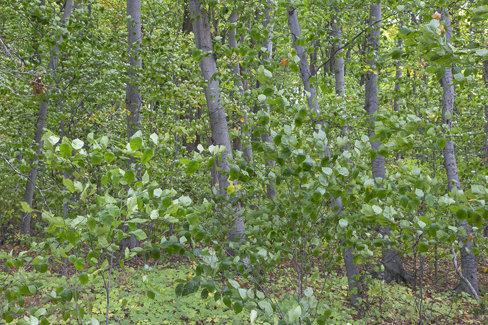 A stiff breeze turned up the leaves as I passed through this stand of beeches.