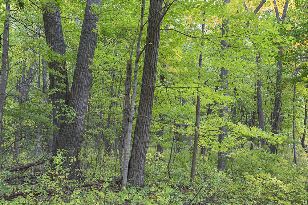 Much of the diverse hardwood forest was still green when I visited.