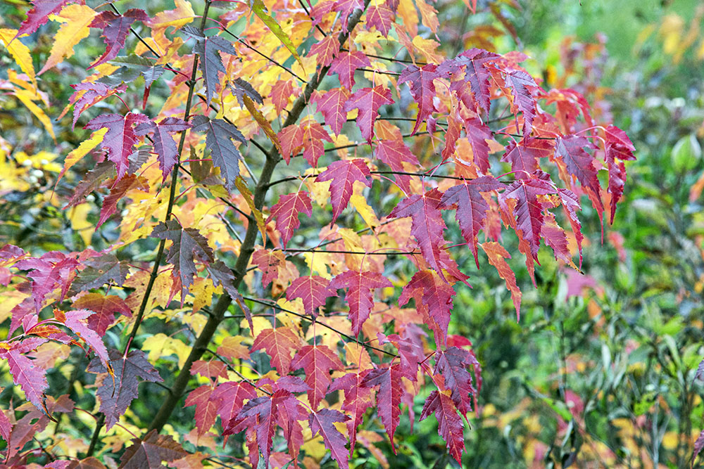 A cascade of colors