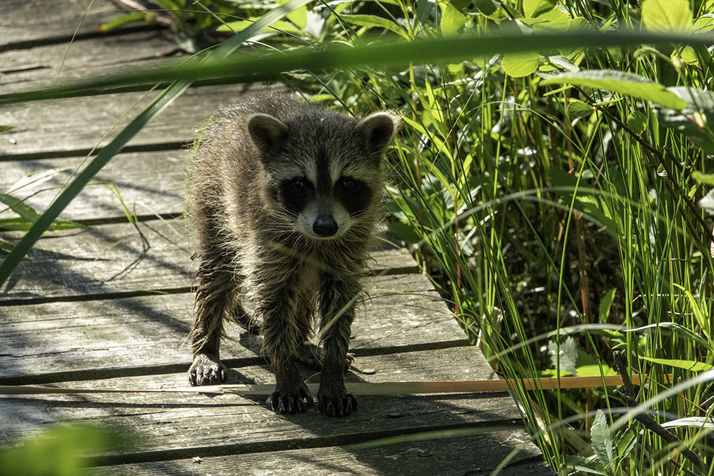 Raccoon on the boardwalk, shot in a warmer season! Photo by Andy Holman.