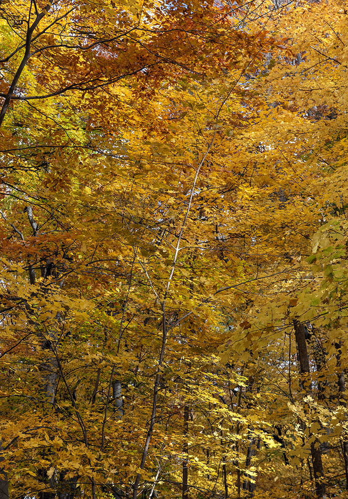 An Olitski Forest. Bradley Woods, Milwaukee.