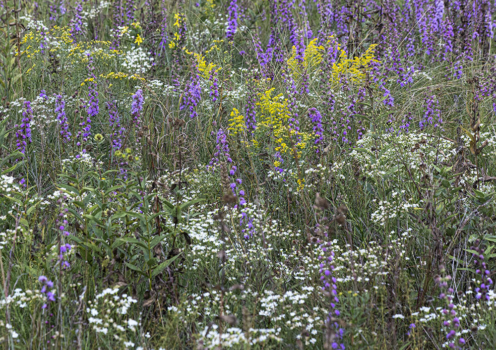 Prairie Tapestry. Chiwaukee Prairie State Natural Area, Kenosha.