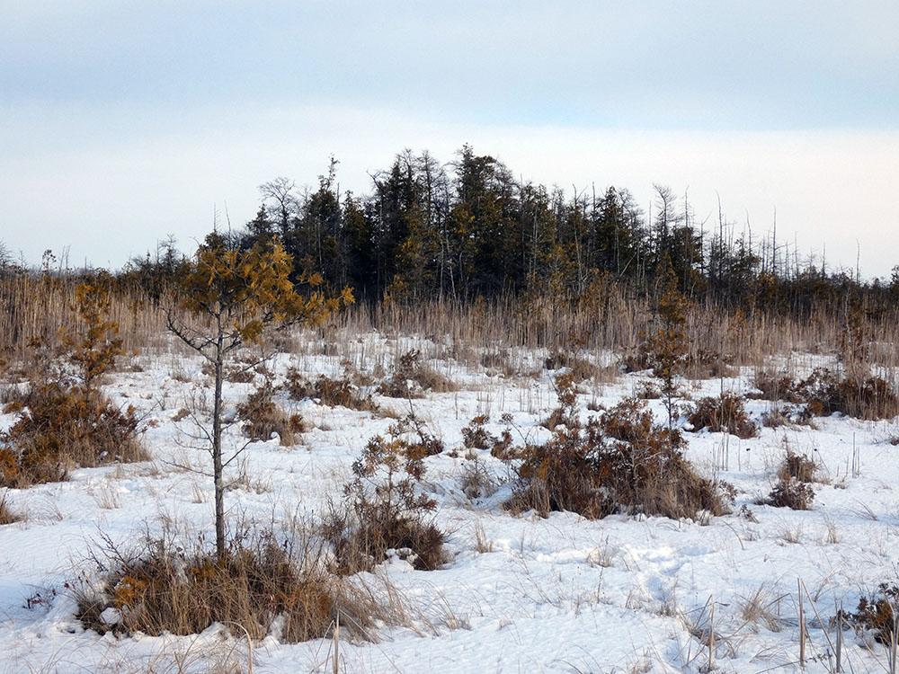 Island in the Bog.