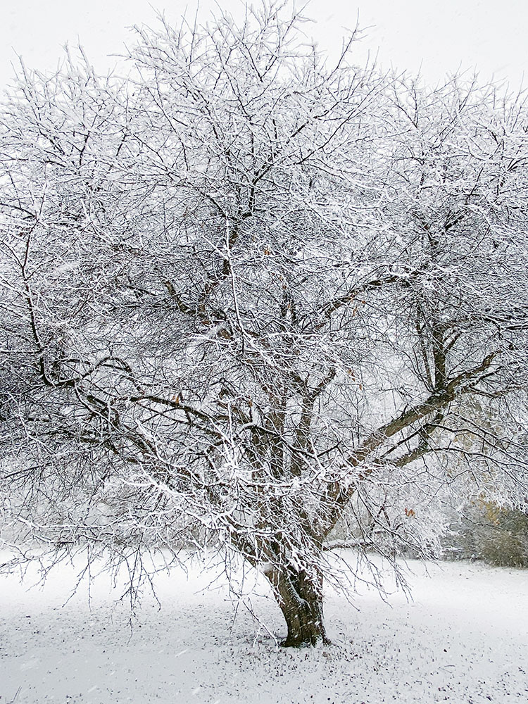 Crab apple tree in Hoyt Park along the Menomonee River Parkway