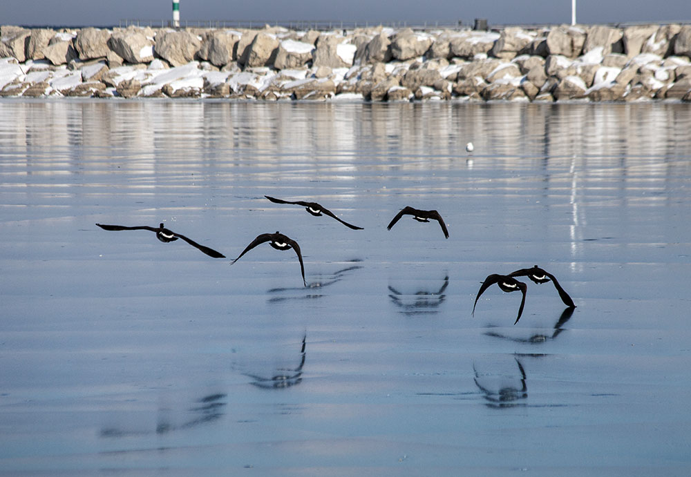 Geese in flight over the ice in the lagoon. 