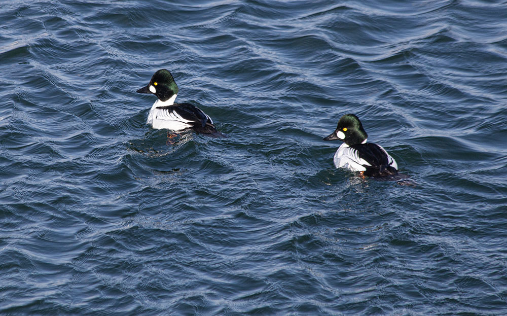 Goldeneyes swimming near the Lakeshore State Park shore.