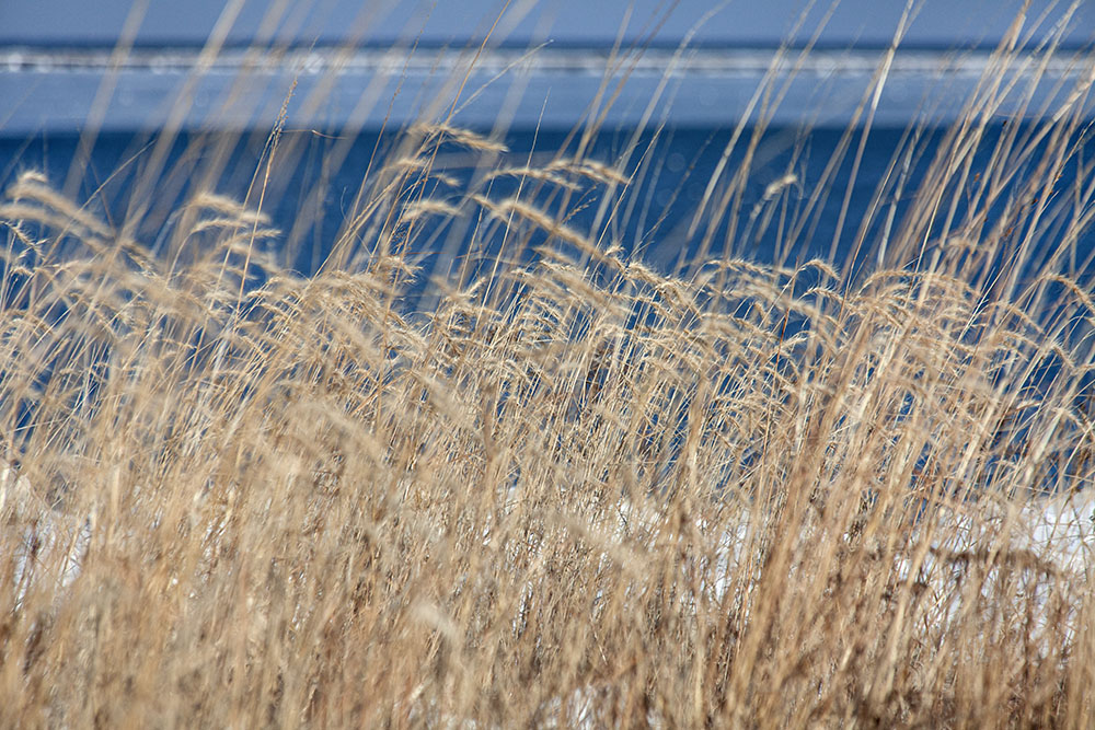 Prairie grasses blowing in the wind. 