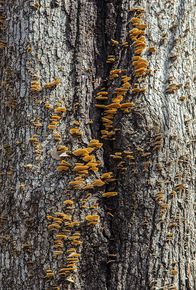 Fungal Pattern II. Falk Park, Oak Creek.