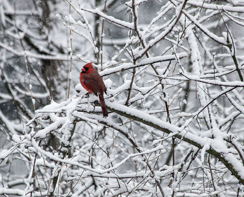 A fat cardinal adds a spot of color to the treescape.