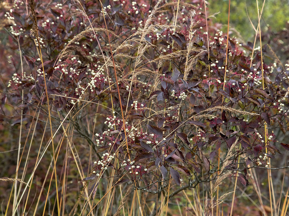 Natural Fireworks, Earthtones. Grasslyn Nature Preserve, Mequon.