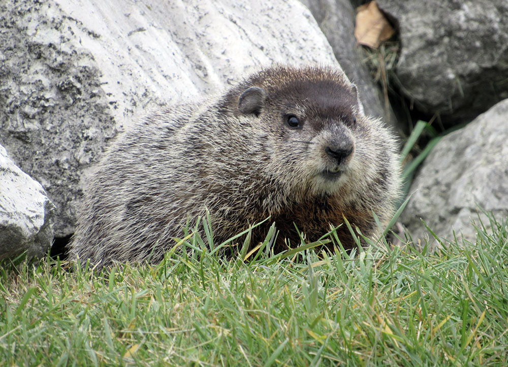 A Lakeshore State Park groundhog during a warmer season. 