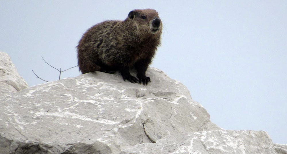 Groundhog on a rock at Lakeshore State Park