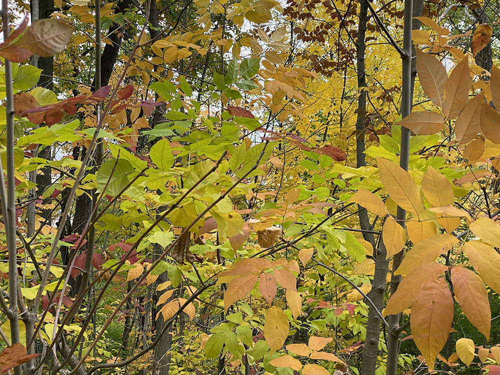 Autumn Forest a la Rousseau. Hawthorn Glen, Milwaukee.