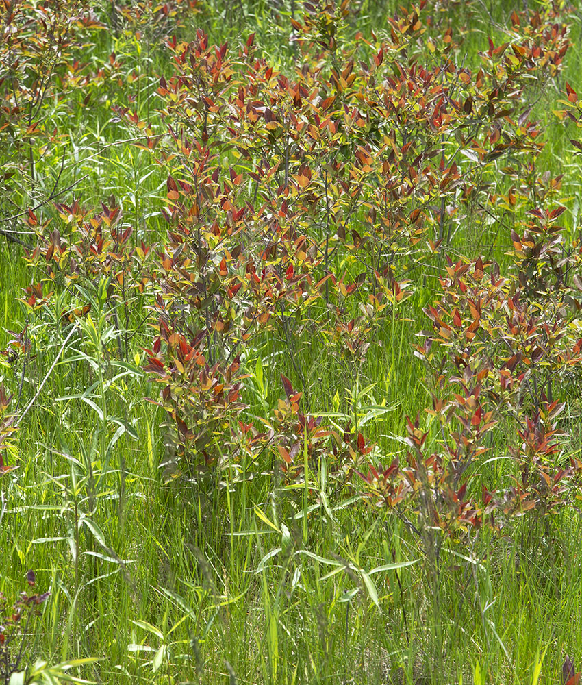 Meadow Glow. King's Corner Preserve, Caledonia.