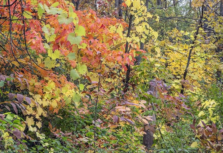 Abstract Expressionist Autumn. Mary Knoll Park, Brookfield.