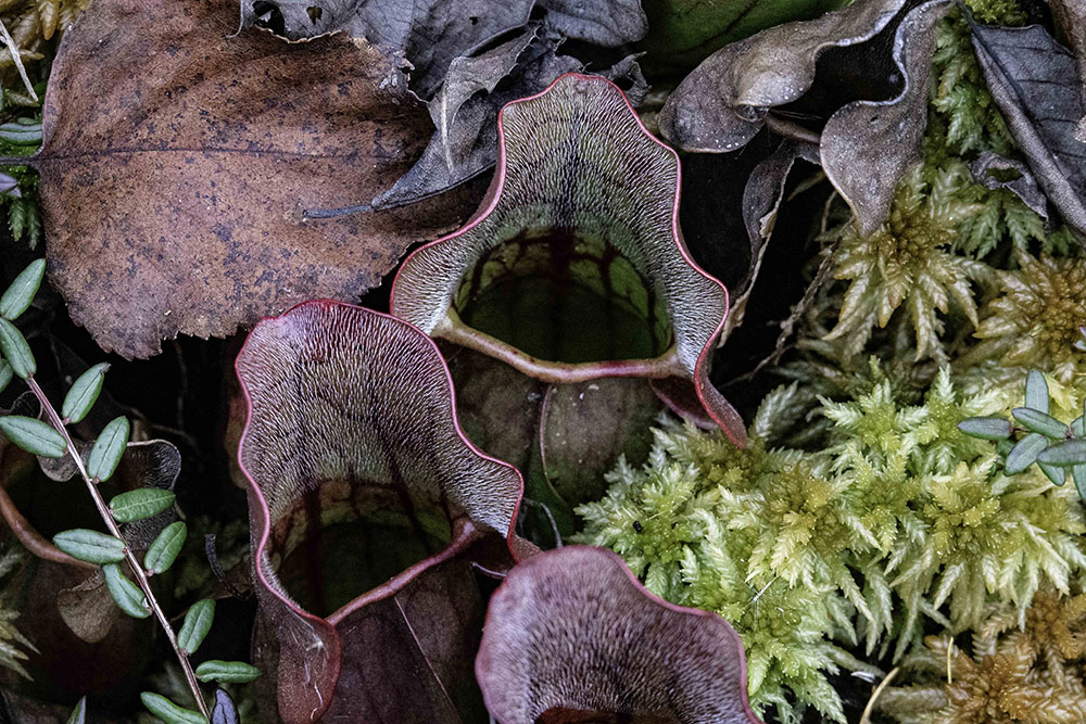 Pitcher plants, a carnivorous species, in autumn. Photo by Andy Holman.