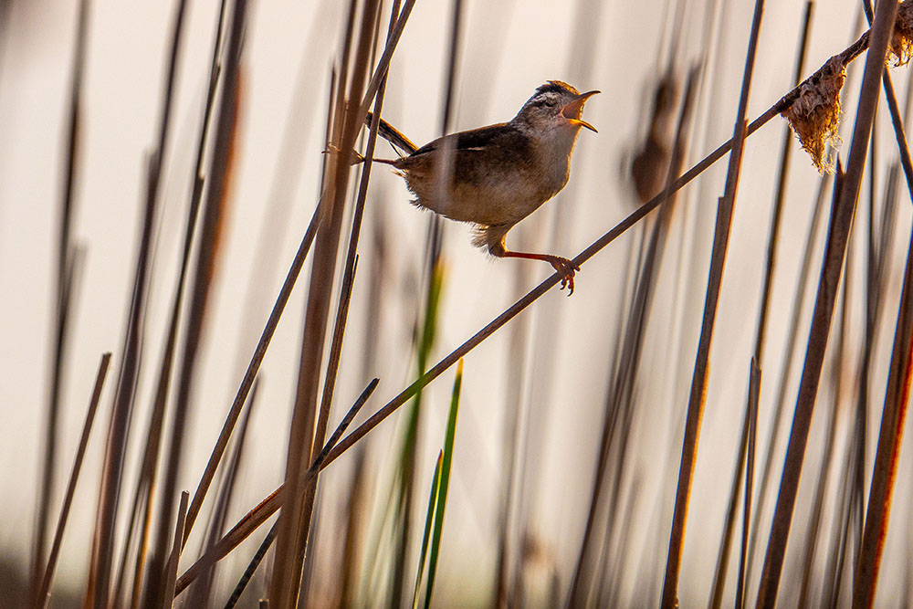 Marsh wren in spring. Photo by Andy Holman.