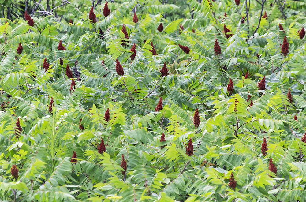 A Tapestry of Sumacs. Stutz Nature Trail, Kettle Moraine State Forest - Southern Unit, Eagle.