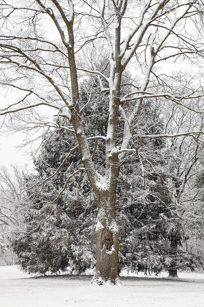 Trees in Hoyt Park.