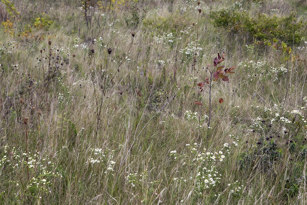 Autumn Tapestry. Thoma Preserve, West Bend.