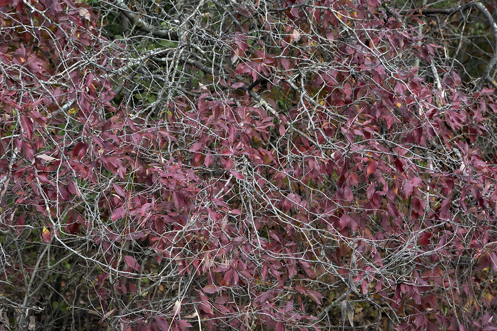 Textural Swirl. Wadewitz Nature Park, Waterford.