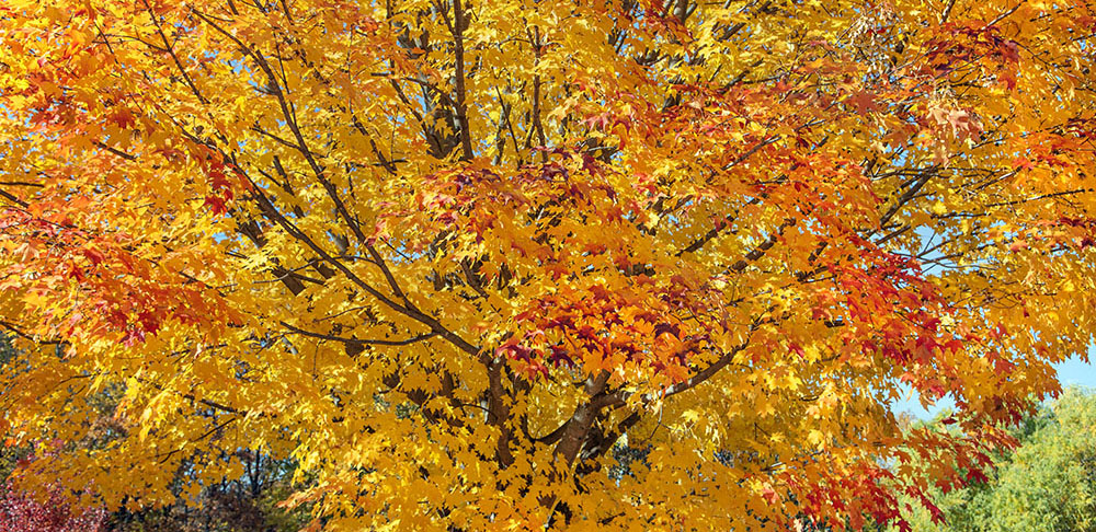 A Blaze of Glory - autumn colors