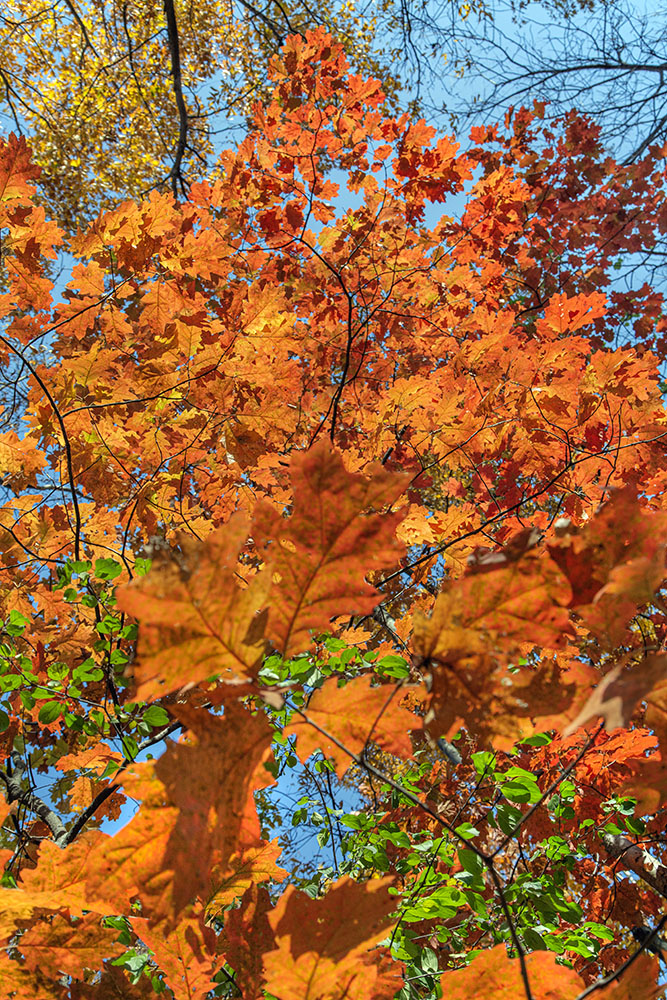 A rapture of oak!