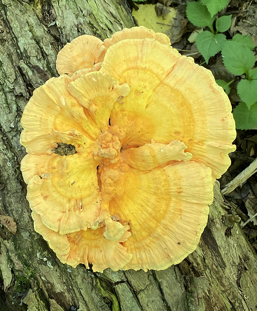 A chicken of the woods mushroom about the size of a large dining platter.