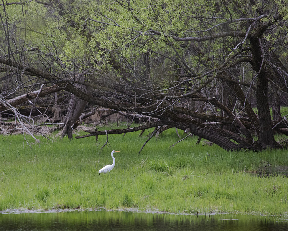 An egret in another waterlogged section of the Menomonee River Parkway.