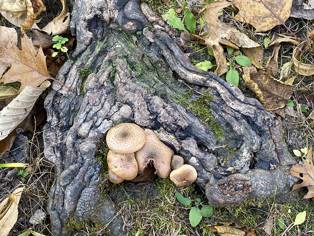 Don't forget to look down now and then, too! (mushrooms)