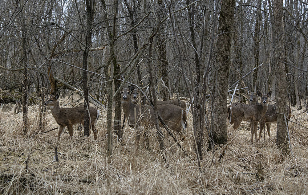 Another benefit of braving difficult terrain is the opportunity to witness wildlife in its natural habitat.