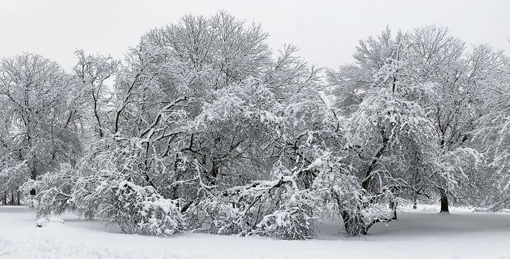 A panorama of snow-laden trees along Underwood Parkway.