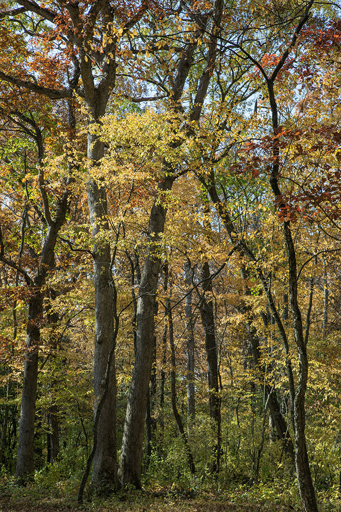 The depths, and the heights, of the forest.