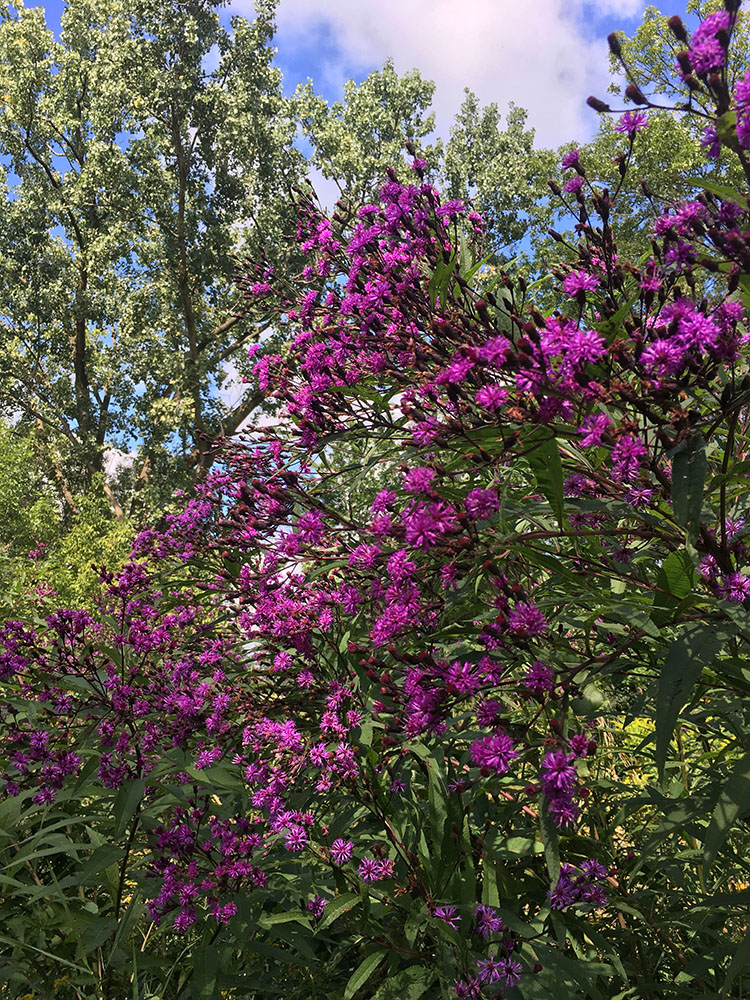 Plenty more places feature beautiful wildflowers like this ironweed.