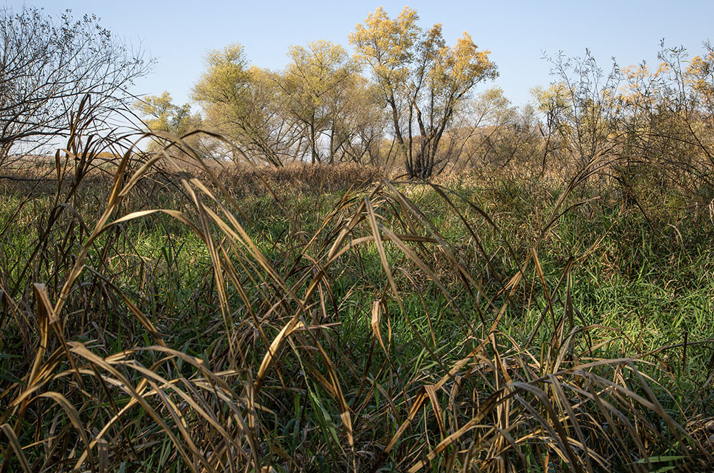 A view of a wetland along the Des Plaines River.