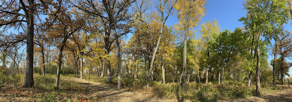 Panoramic view of the woodland at Jean McGraw Memorial Nature Preserve