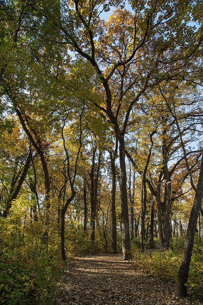 Woodland trail.