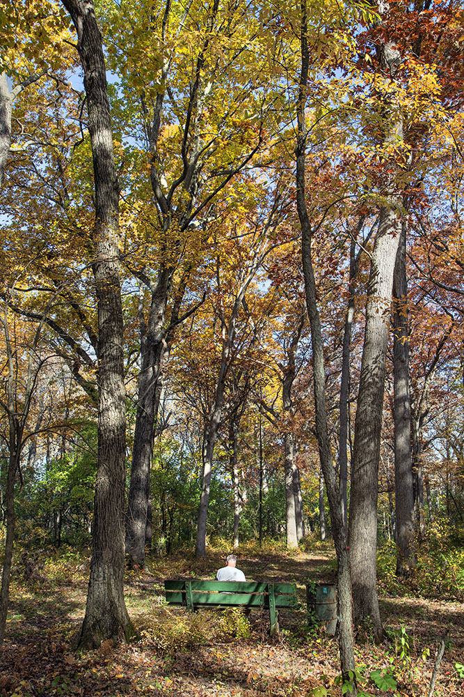 A place to rest and contemplate nature and autumn along the trail.