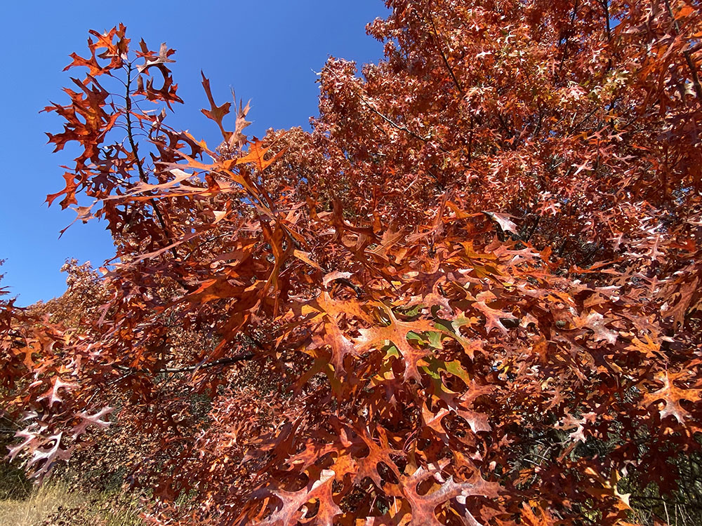 An ecstasy of oaks!