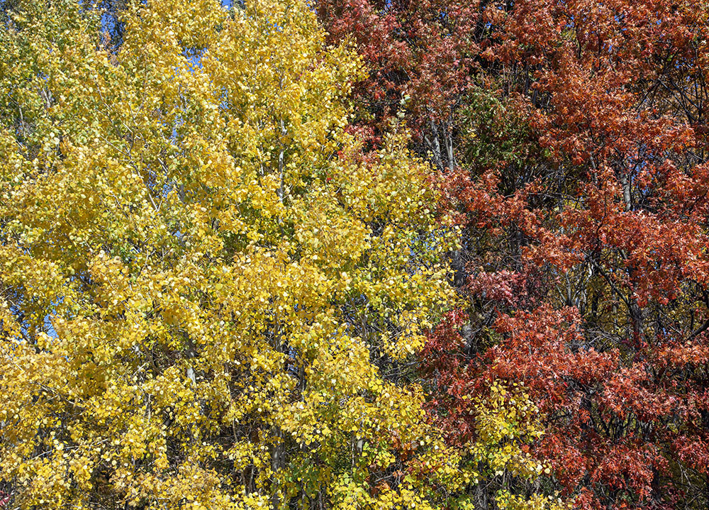 An aspen and oak embrace! 