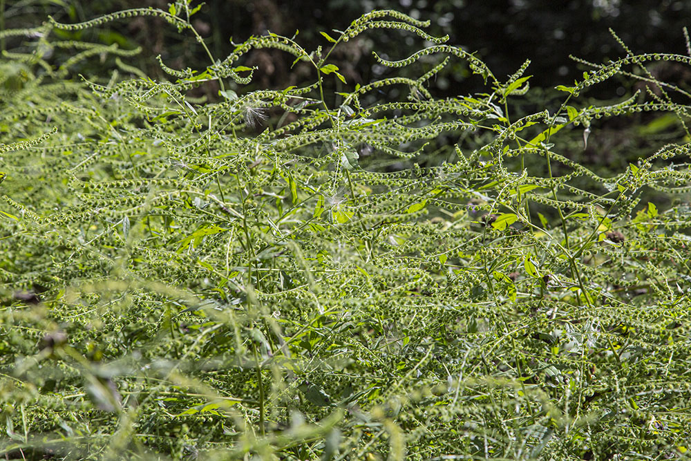 Stickseed is among the more obnoxious plants you might encounter. Just brush up against one and you come away with numerous seeds stuck to your clothing that are annoyingly difficult to remove.