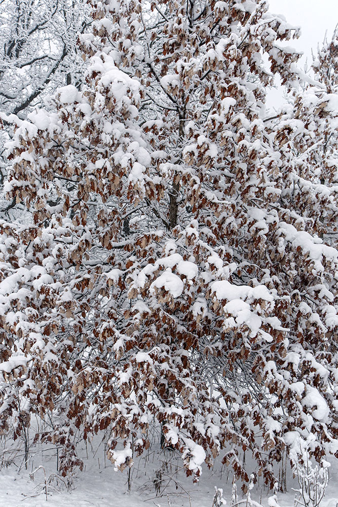 Marcescent oak leaves draped in snow.