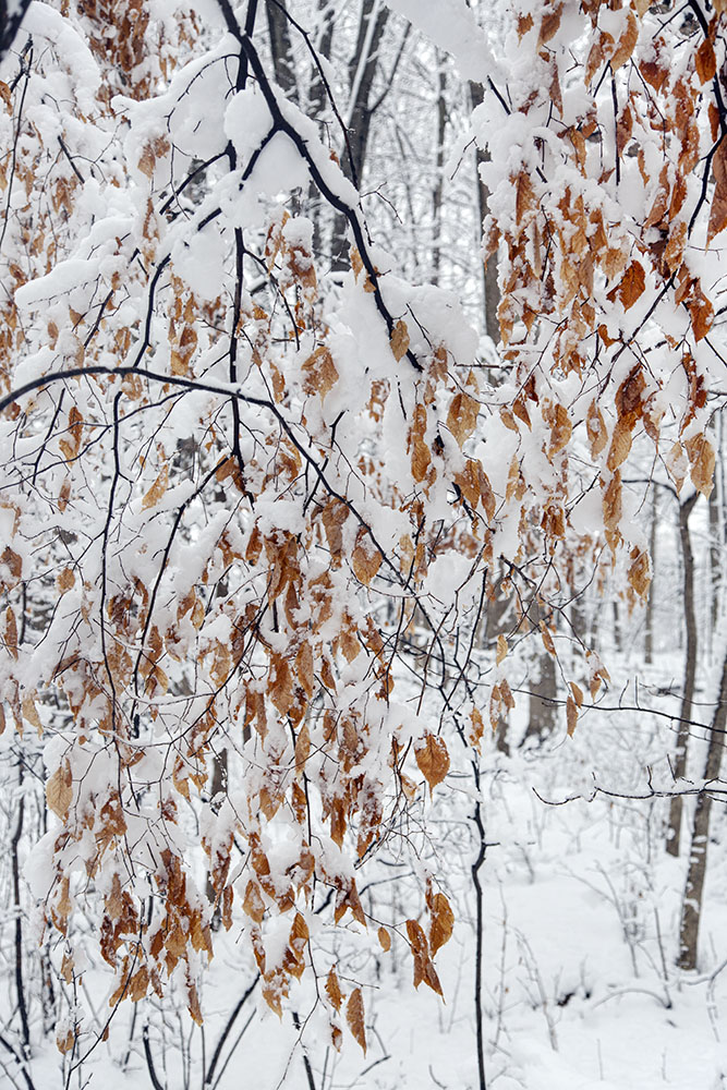 A drapery of marcescent beech leaves.