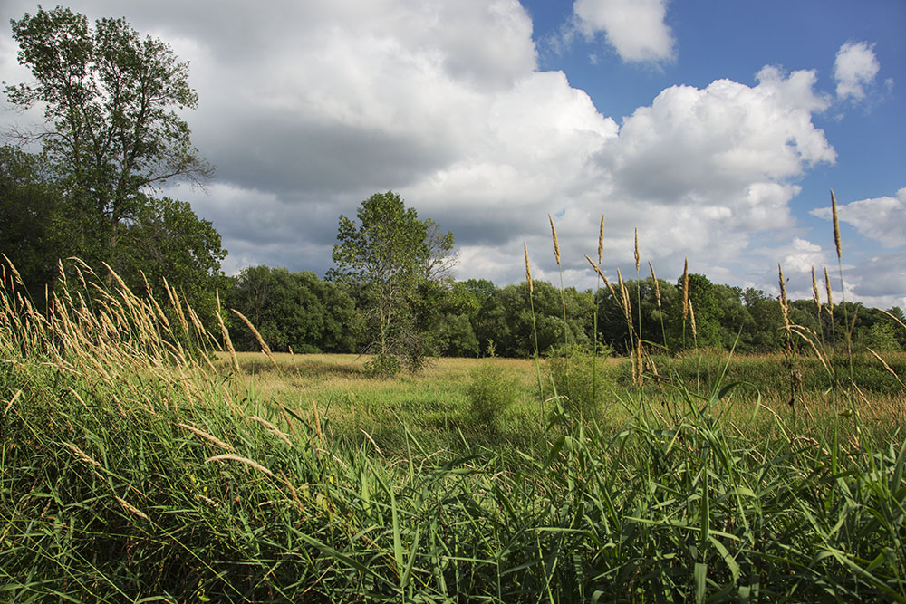 This trackless wetland full of invasive reed canary grass can be found between the River Heights South subdivision in Menomonee Falls and the Menomonee River.