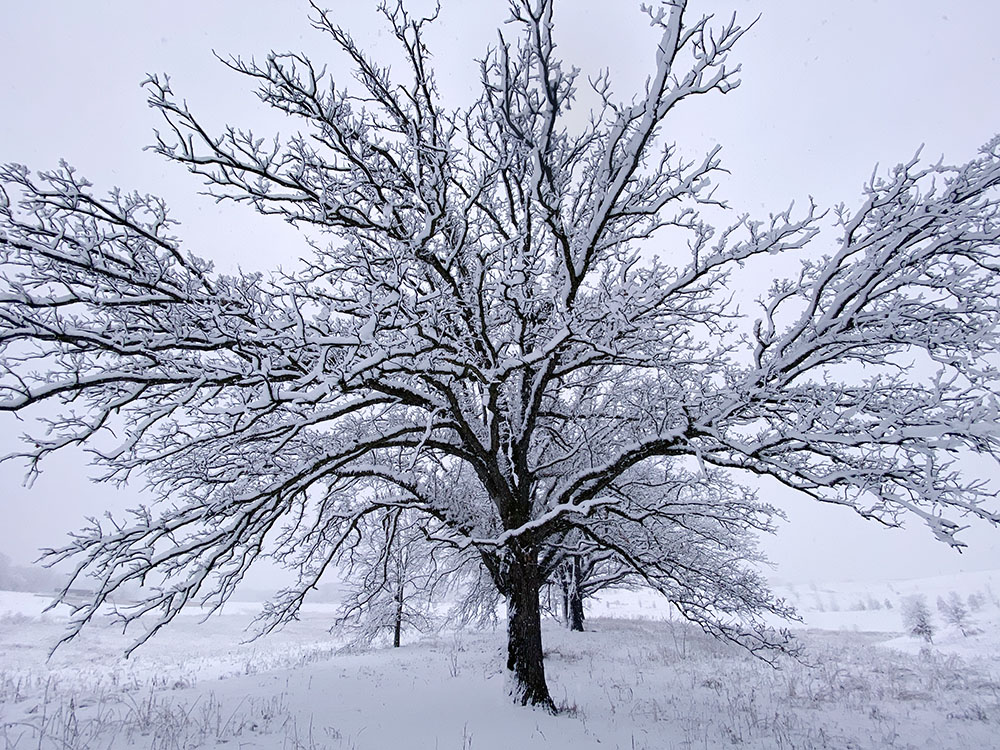 Spreading snow-clad limbs of a giant oak.